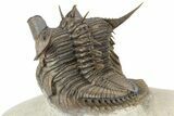 Amazing, Tower Eyed Erbenochile Trilobite - Morocco #232765-4